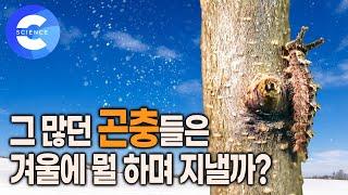 영하 25도에도 얼지않는 곤충은 뭘까? | 추위를 견디는 곤충들의 겨울나기 | 메뚜기 펄쩍쇼 | 잠수해서 먹이를 잡아먹는  물까마귀 | 자연다큐