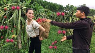 Harvesting dragon fruit - the boy carried it for her, she gradually had feelings