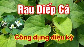 Rau Diếp Cá có tác dụng bất ngờ cho sức khoẻ mà ít người biết| Hằng Lê HG85