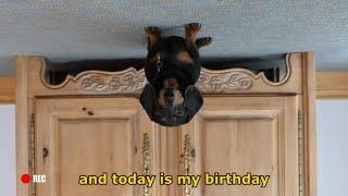 Ep 2: Oakley the Dachshund's BIRTHDAY VLOG - Funny Dog Video