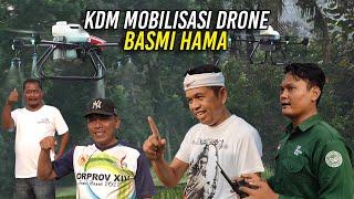 DIDAMPINGI KADES APIH DAN KADES AING | KDM MOBILISASI DRONE UNTUK SEMPROT BASMI HAMA