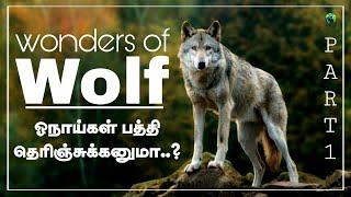 Wonders of wolf | Part - 1 | Tamil | Bioworld | ஓநாய்களின் கதை | Life of wolf | Wolf facts | Wolves