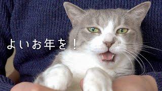 猫のモフ納め 〜爪切りとブラッシングで整う年末〜 | #モアクリ Vlog032