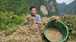 Harvesting Peanut Goes to market sell - Processing Peanuts To Eat | Solo Survival