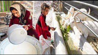 Single mother's initiative: Modern goat milking shed/farm