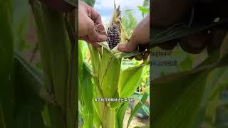 自从种菜上瘾后，日子每天变得更充实快乐，心情更美丽舒畅了#我的小菜园 #记录我的种植生活