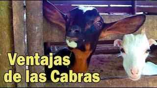 LAS CABRAS Y SUS VENTAJAS