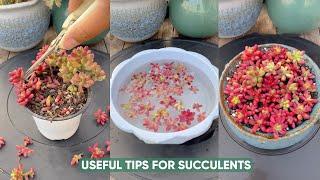 Discover the 5-Minute Trick to Keep Your Succulents Alive