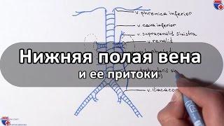 Нижняя полая вена и ее притоки - meduniver.com