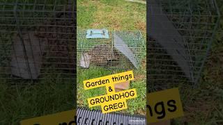 Garden Chores & GROUNDHOG GREG #garden #plants #vegetables #youtubeshorts #shorts #pestcontrol