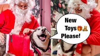 Meeka The Husky TALKS To Santa!  (So Funny!)