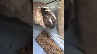 Rabbit resorts to violence  #bunny #pets #tabbit #cat #dog #viral #cute #funny #trending #shorts