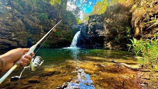 Pesca y Campamento en Río REMOTO en el Bosque!