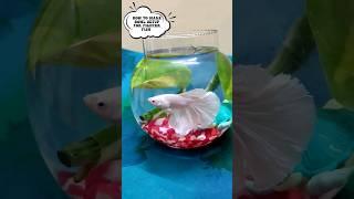 how to setup bowl for fighter fish | betta fish aquarium accessories #betta fish tank #fighter #fish