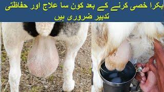 khassi goat treatment || bakra khassi krny ky bad illaj || saftey of khassi bakra Urdu Hindi