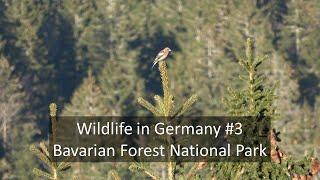 Wildlife in Germany #3 // Eurasian Pygmy Owl & more! // Bavarian Forest National Park