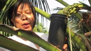 Palm Sugar, how it's made.