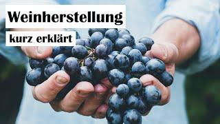 Weinherstellung - Von der Traube zur Flasche - kurz erklärt