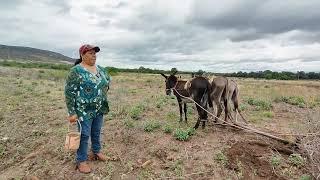 "EL INDIO DE LA MONTAÑA" ya comenzó a SEMBRAR; también conocimos a HORTENCIA, su AYUDANTE!!