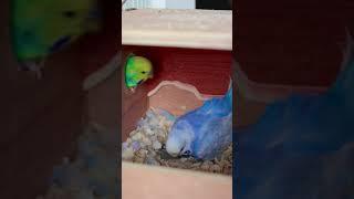 Mama Budgie with chicks