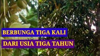 POHON DURIAN PALING CEPAT BERBUNGA