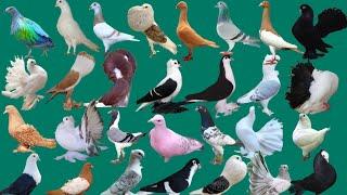 100 pigeon's breeds with name #pigeon