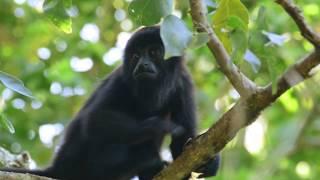 "Voces de la Selva" - Official Trailer 2019 WCFF