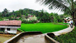 kampung yang indah Dan Subur. pedesaan Jawa barat