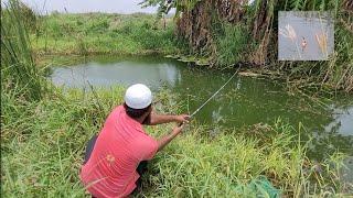 "Village TILAPIA FISHING "Simple Techniques for BIG SIze Tilapiafishes catching "Best line and Hook