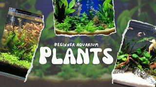 Top 10 Beginner Aquarium Plants 