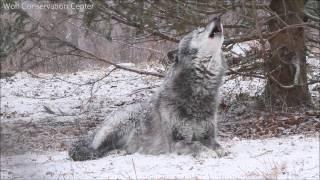 Beautiful Black Wolf Zephyr Howls in the Snow