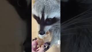 Енот всегда Енот!