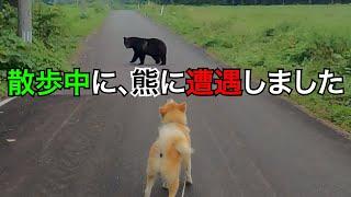 散歩中に熊に遭遇しました 【秋田犬Vlog】