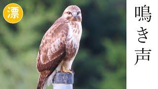 【解説】ノスリの鳴き声