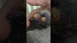 Pigeon baby pox #Pox #remove #video #pets #shorts