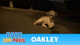 Saving Oakley in a late night rescue mission.  Please help her find a home. #story