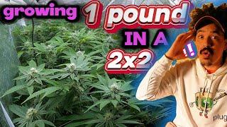 HOW I GROW A POUND IN A 2X2 GROW GUIDE TIPS FOR BIG YIELDS