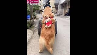 The golden retriever goes out with his owner, carrying his puppy on his back