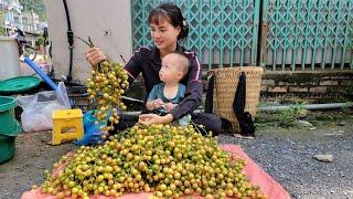 Mother and daughter went together to pick fruit: red kumquats to sell at the market