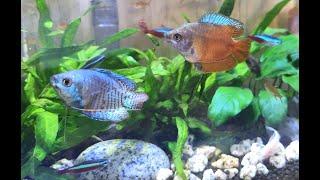 [ 草缸 ] - 20221102 - #草莓麗麗#麗麗魚#DwarfGourami #血麗麗魚#五彩麗麗魚#小型觀賞魚#拉利毛足鱸#Colisa lalia#紅蓮燈#NeonTetras#櫻桃燈