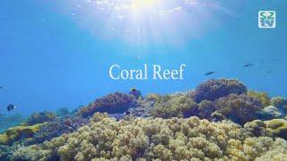 Life on the Coral Reef 4K