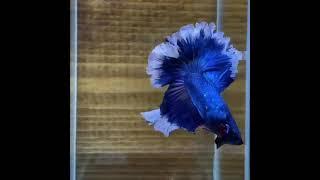 PEIXE BETTA AZUL.