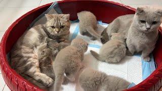 Munchkin cats take turns taking care of 2 cubs.