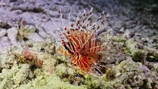 Spotfin lionfish (Pterois antennata), Raja Ampat