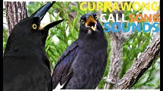 Currawong Bird. Currawong Bird Calls, Songs and Sounds at Sunrise