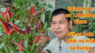 PAANO MAGTANIM NG HOT SILI SA BOTE NA HITIK NA HITIK SA BUNGA (with ENG subs)