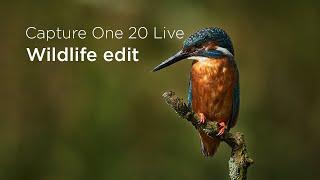 Capture One 20 | Quick Live : Wildlife edit