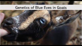 Blue Eyes in Goats | Genetics, Breeding & More