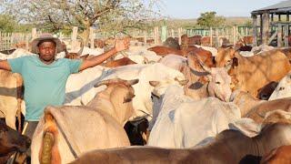 How He makes PROFITS in the DRY LAND using LOCAL BEEF CATTLE FARMING