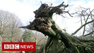 More than eight million trees lost in storms in the UK - BBC News